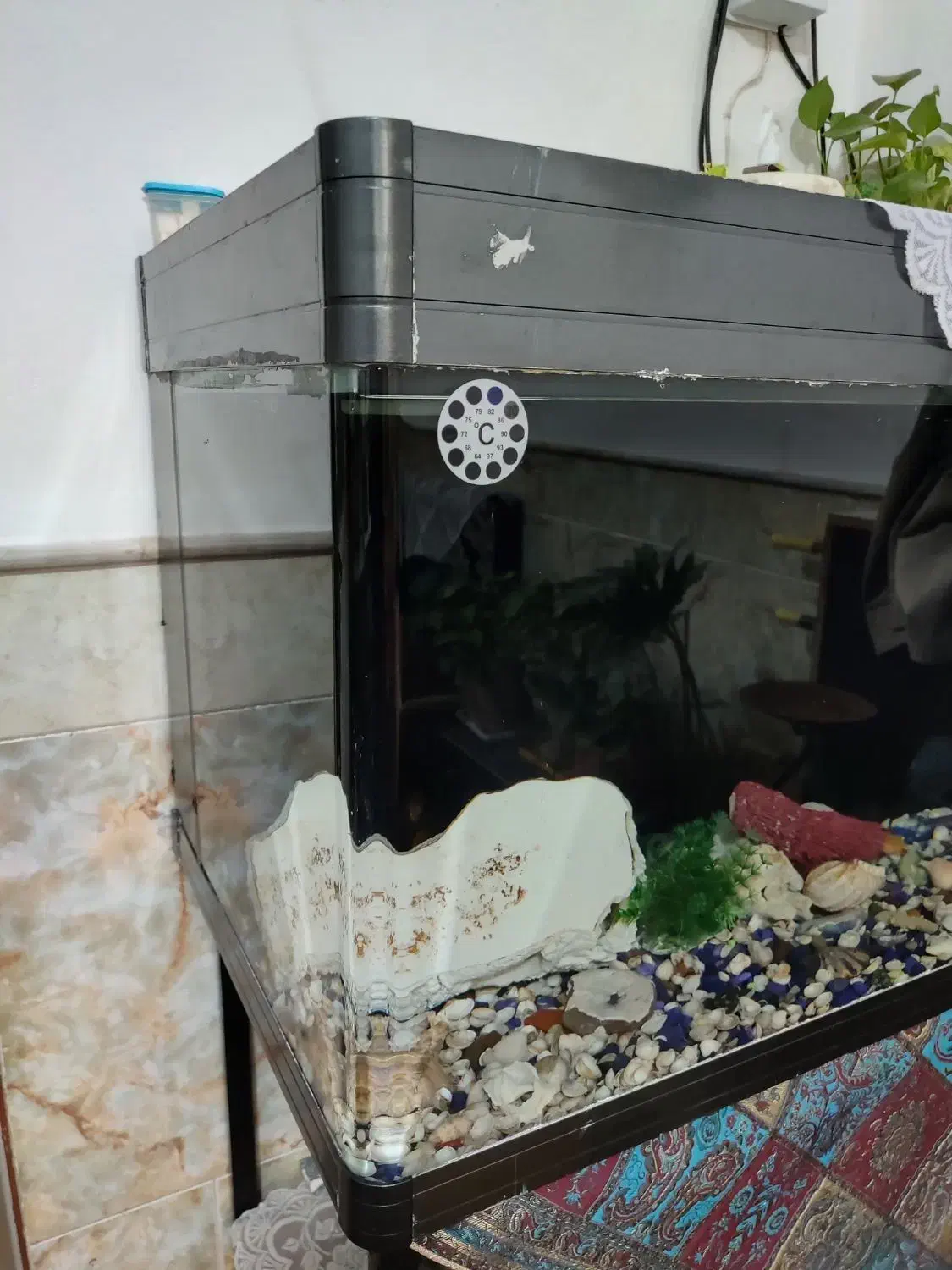 اکواریوم|ماهی|قم, ولیعصر|دیوار