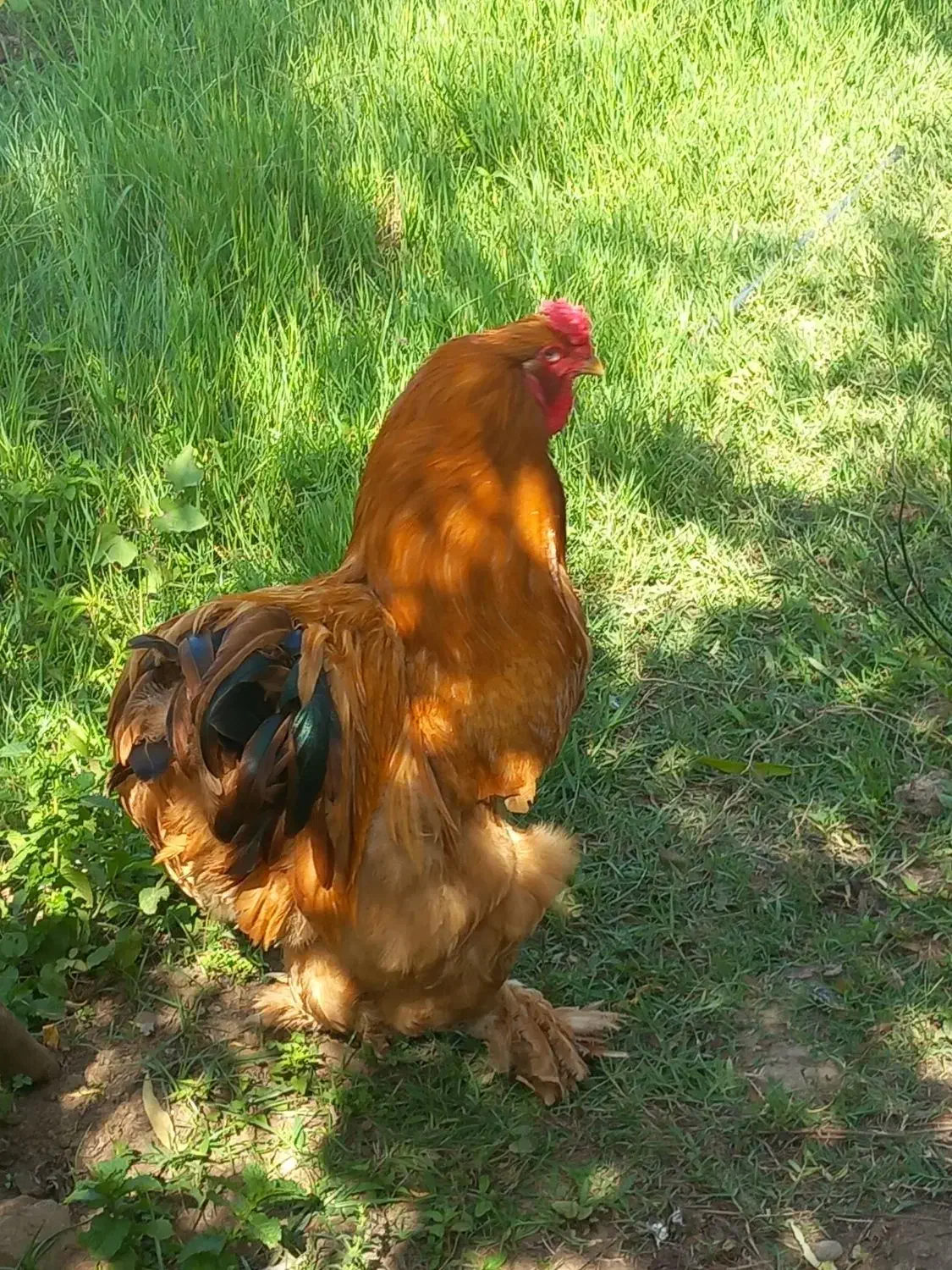 مرغ خروس برهما و کوشین|حیوانات مزرعه|رشت, خرسندی|دیوار