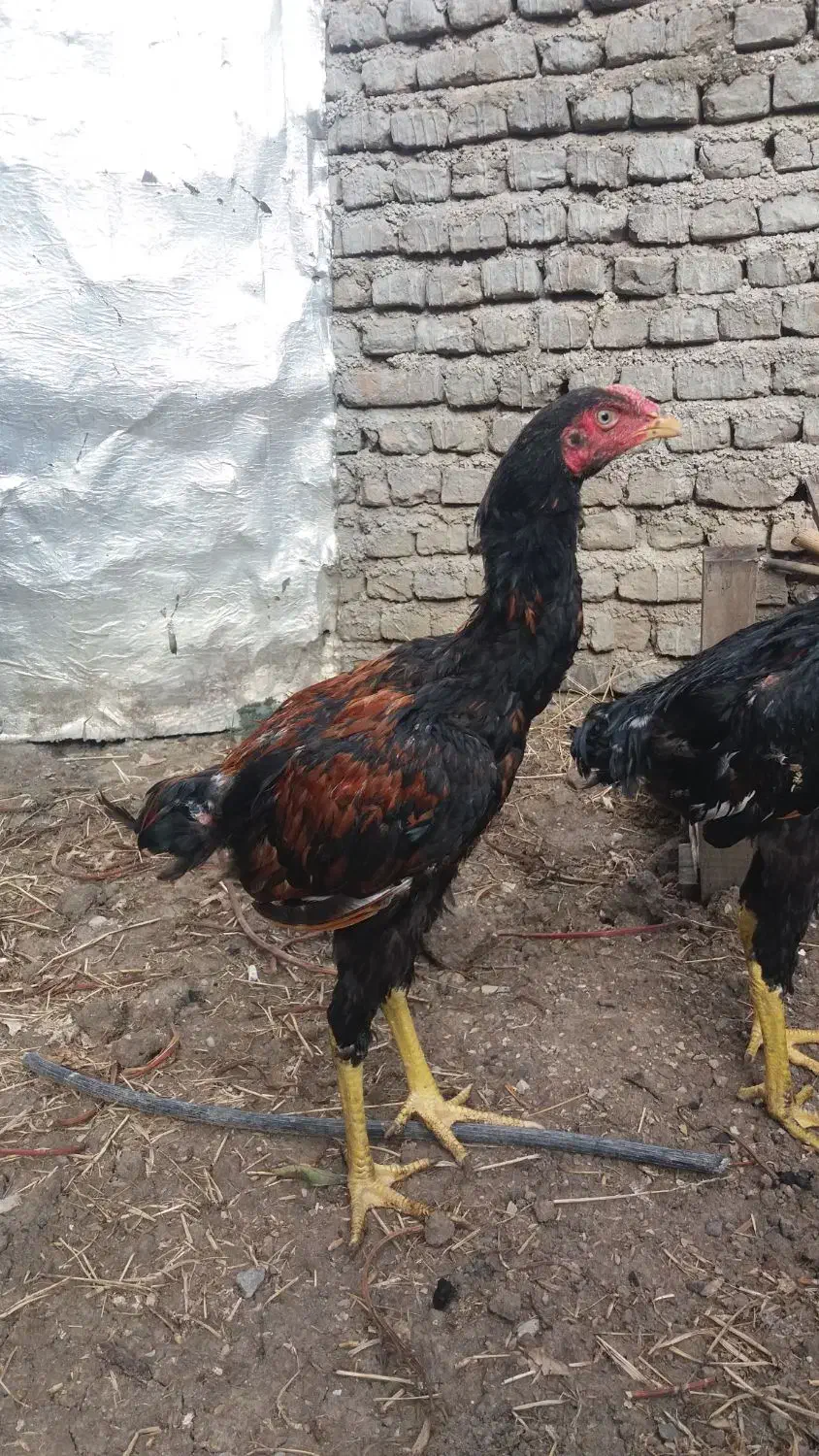جوجه خروس لاری|پرنده|مینودشت, |دیوار