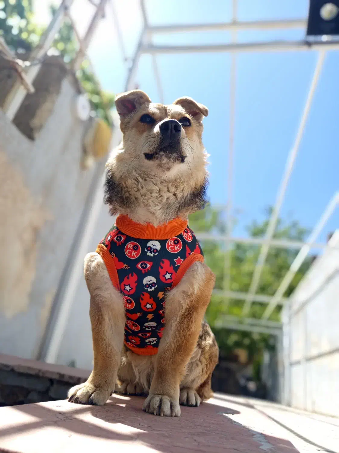 لباس حیوانات خانگی|لوازم جانبی حیوانات|تهران, امام خمینی|دیوار