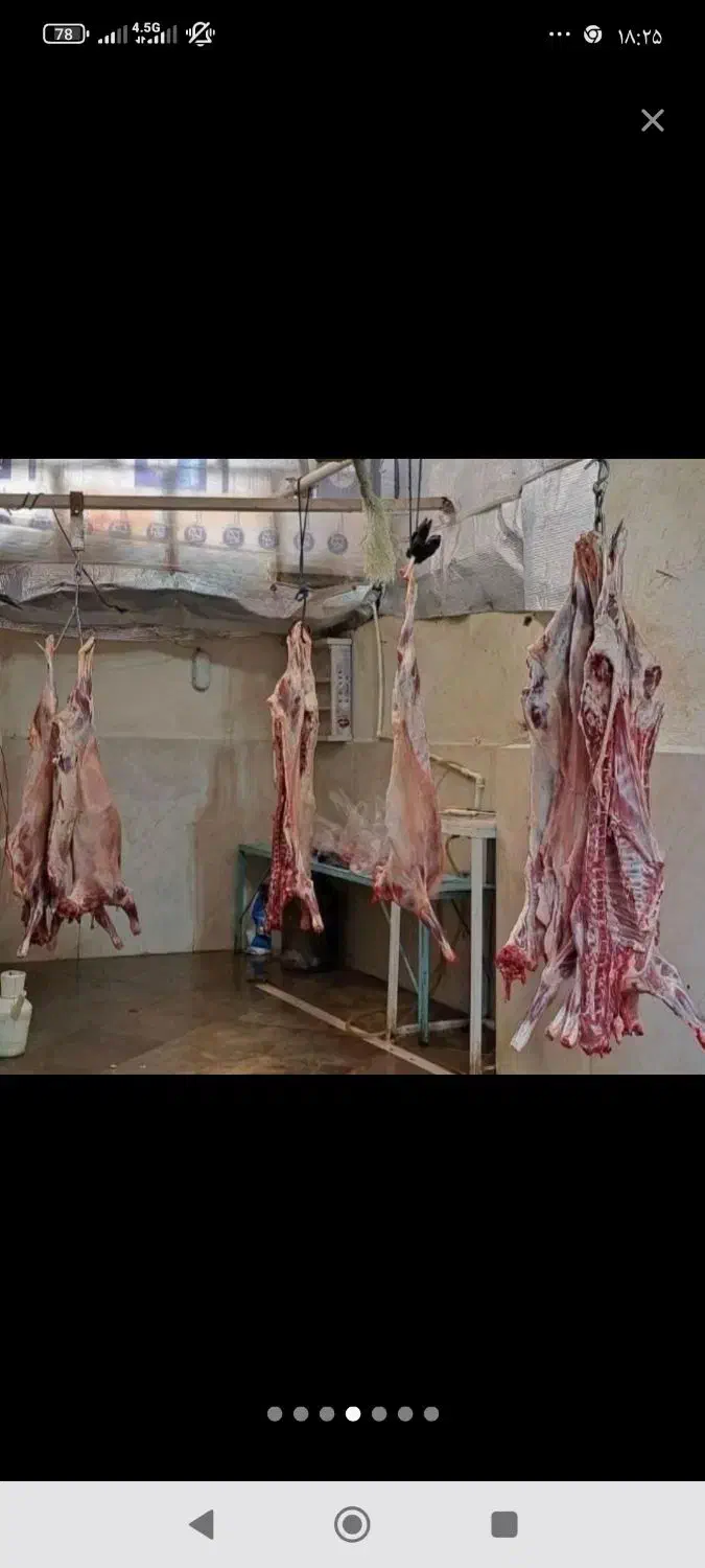 گوسفند چکی|حیوانات مزرعه|مشهد, نوید|دیوار