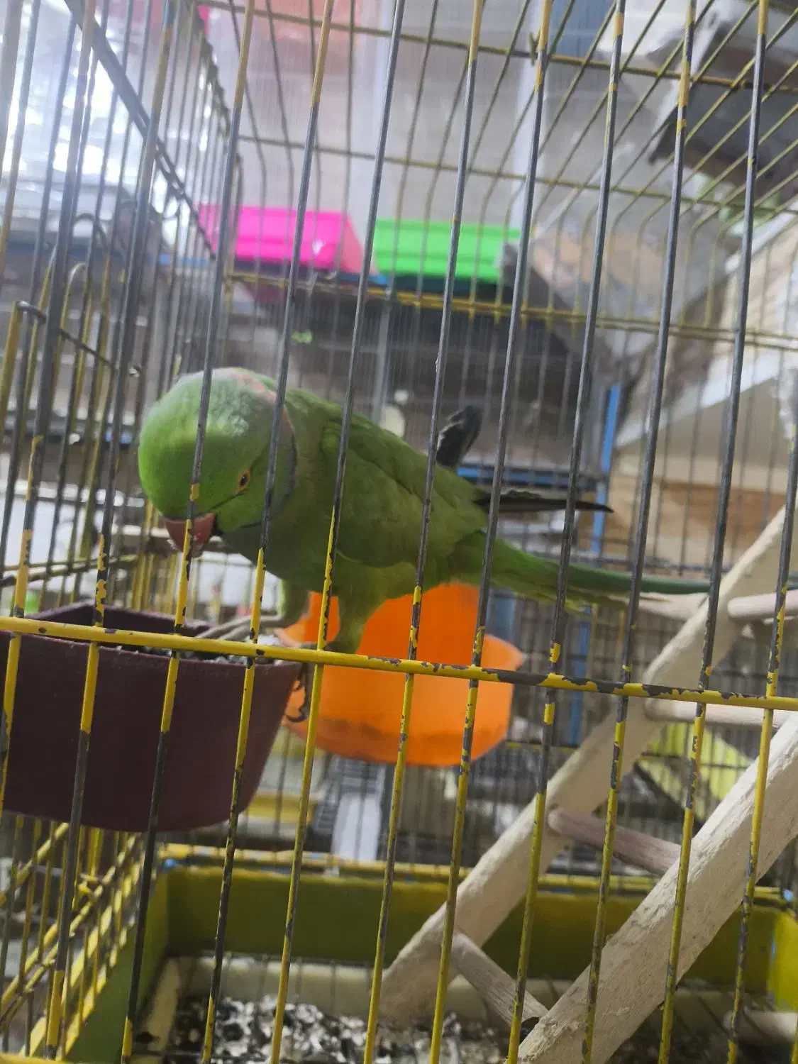 طوطی ملنگو نر دستی|پرنده|مهاباد (آذربایجان غربی), |دیوار