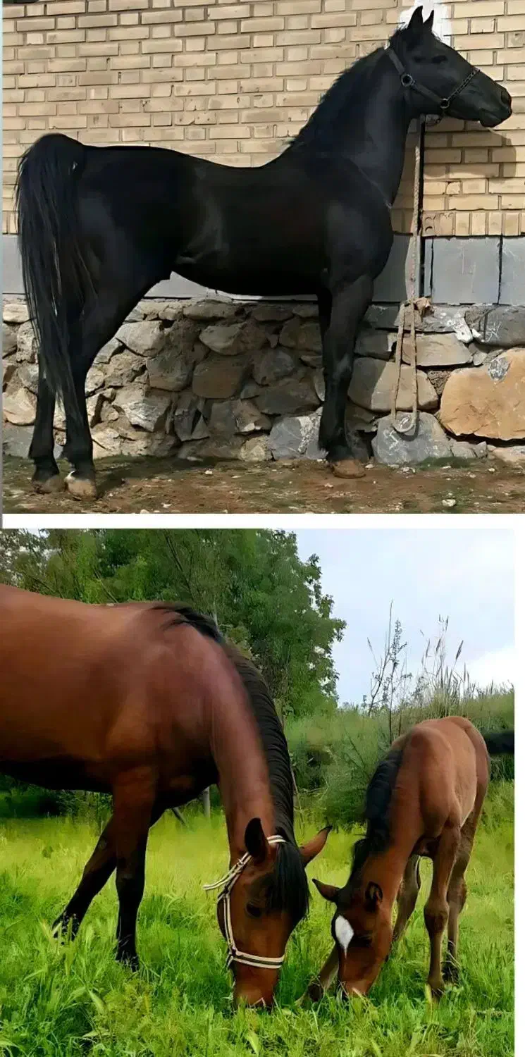 کره مادیون|اسب و تجهیزات اسبسواری|نهاوند, |دیوار