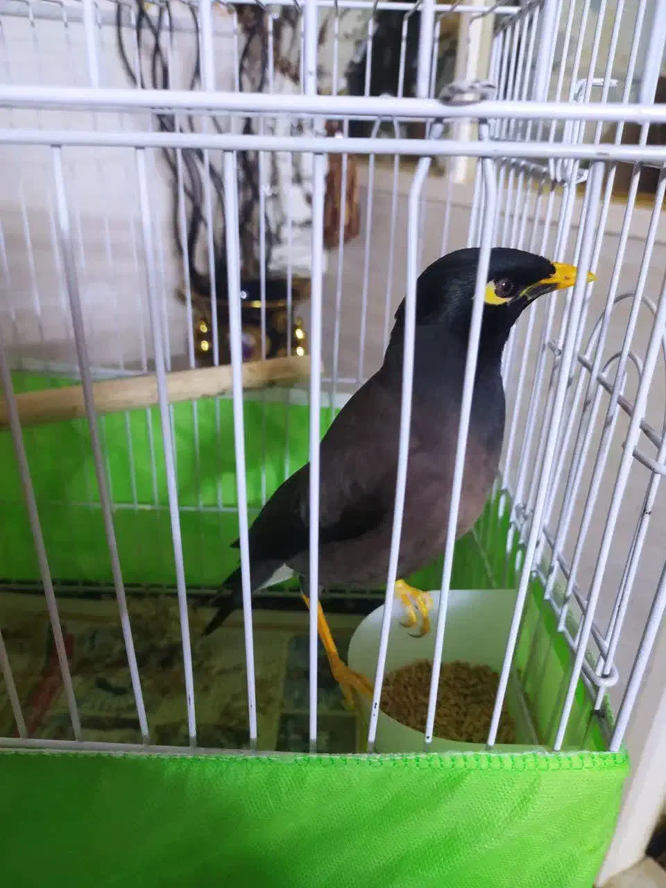 مرغ مینا سخنگو و شیطون|پرنده|قم, پردیسان|دیوار