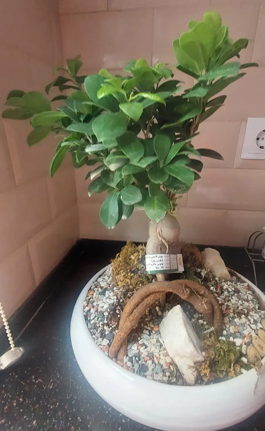 بنسای فیکوس|گل و گیاه طبیعی|تهران, نیروی هوایی (پیروزی)|دیوار