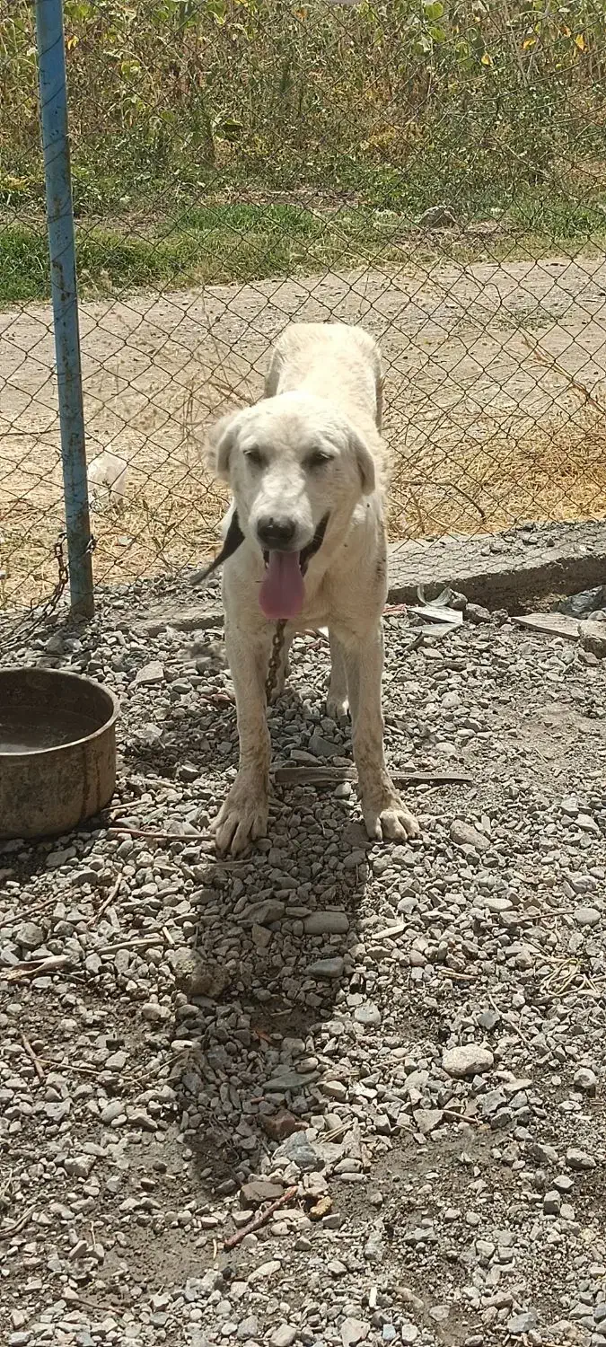 سگ پژدر برای قیمت فقط تماس|سگ|پیرانشهر, |دیوار