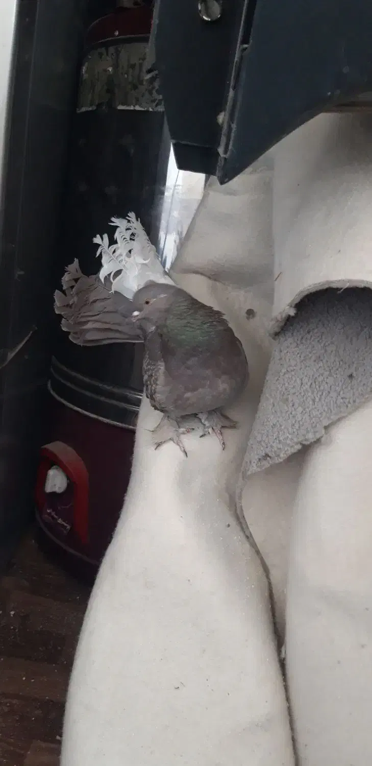 کفتر|پرنده|شیراز, رازی|دیوار