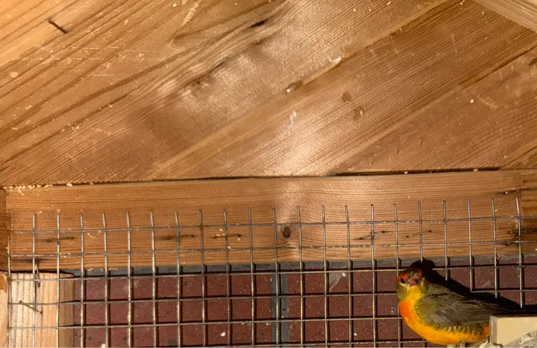 فنچ اروپایی|پرنده|تهران, اکباتان|دیوار