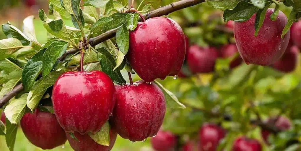 پیشفروش با شرایط چک نهال سیب قرمز مراغه|خدمات باغبانی و درختکاری|جلفا, |دیوار