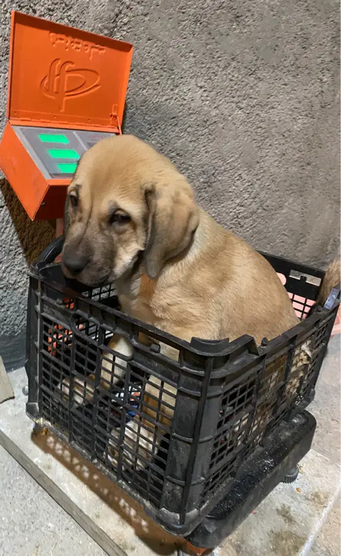 توله سگ افغان|سگ|جوادآباد, |دیوار