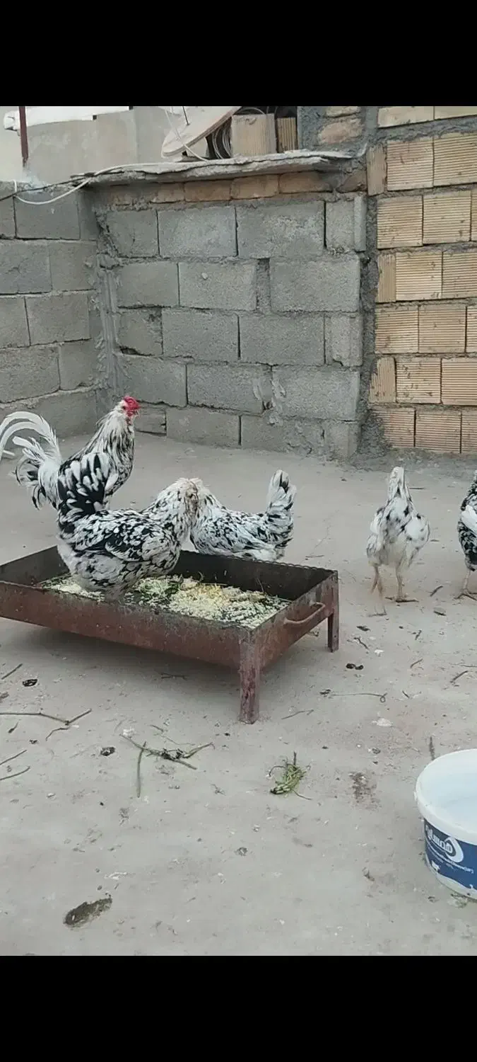 مرغ گلین بدون عیب وایرادچهارعدد|حیوانات مزرعه|سرپل ذهاب, |دیوار