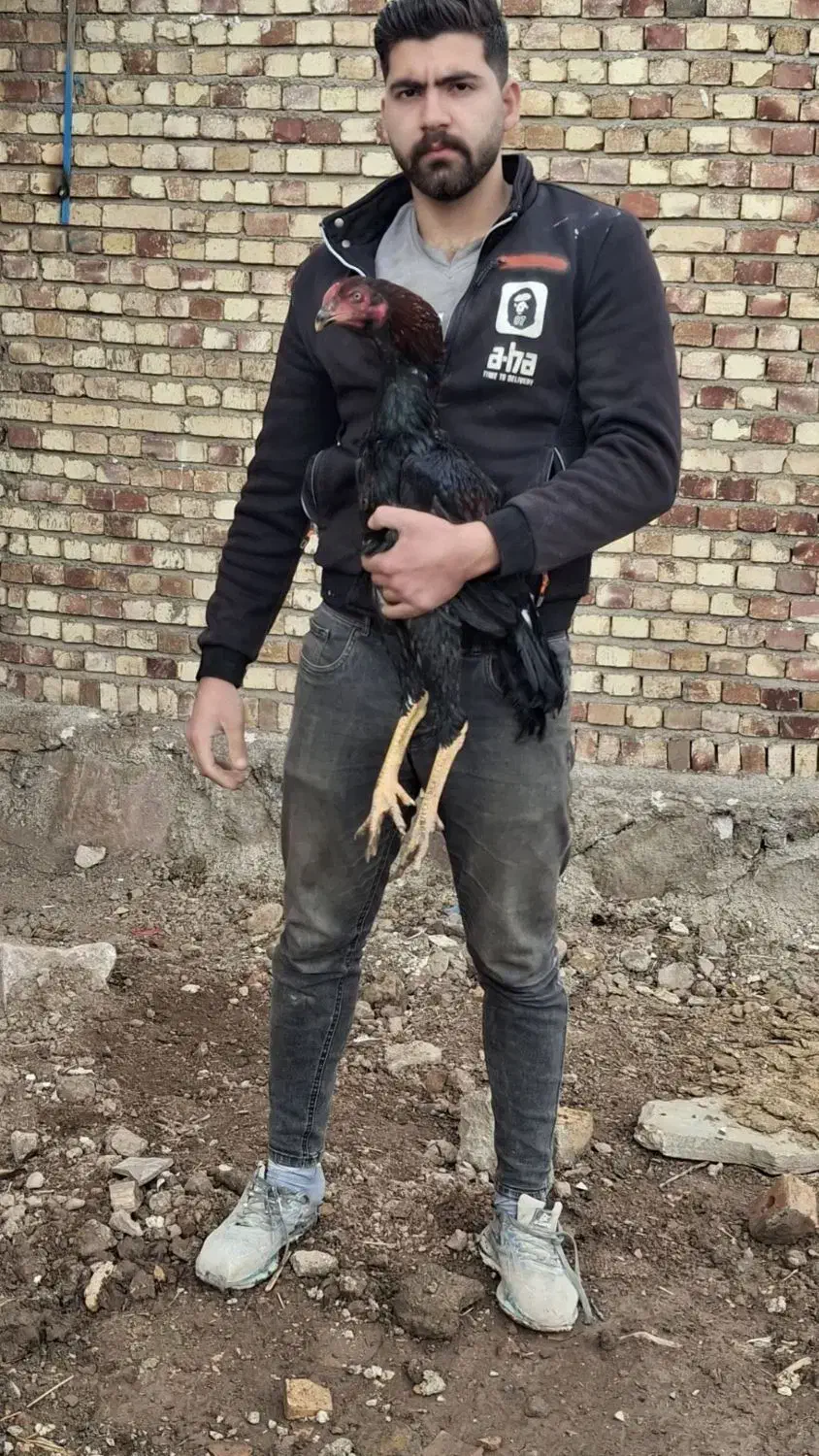 مرغ و خروس|حیوانات مزرعه|تهران, امام زاده عبدالله|دیوار