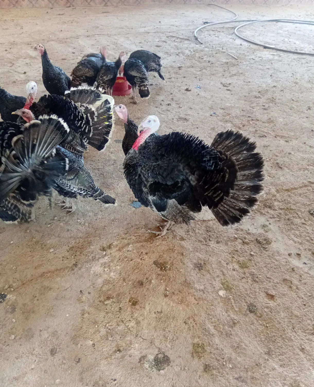 بوقلمون جوان نر ماده|حیوانات مزرعه|مشهد, شهید احمدی روشن|دیوار