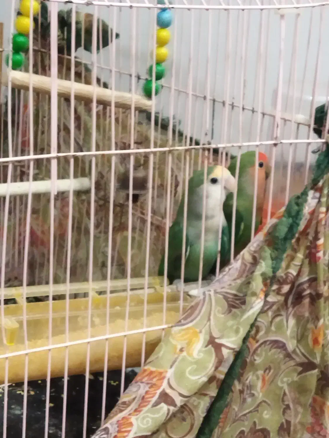 طوطی برزیلی پرنده دوست داشتنی وبا هوش|پرنده|بوشهر, |دیوار