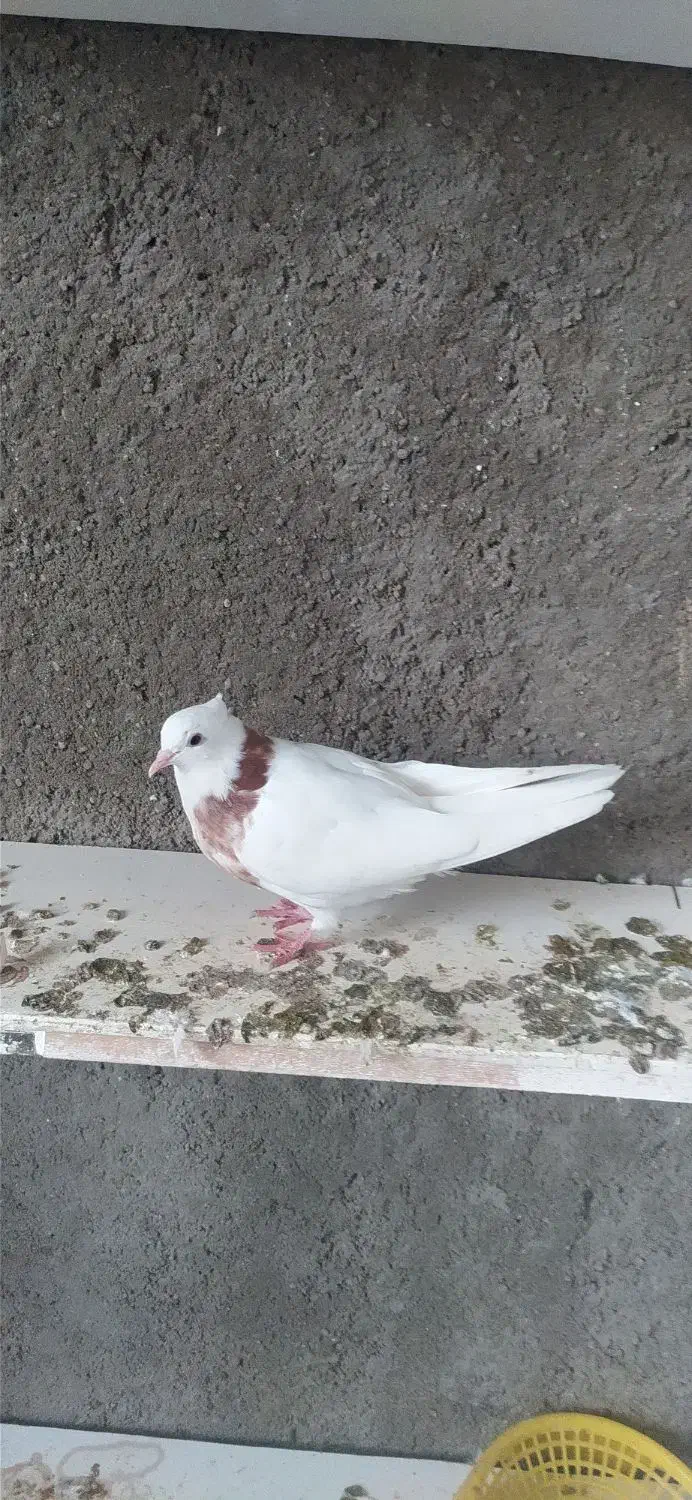 طوقی|پرنده|مسجد سلیمان, |دیوار