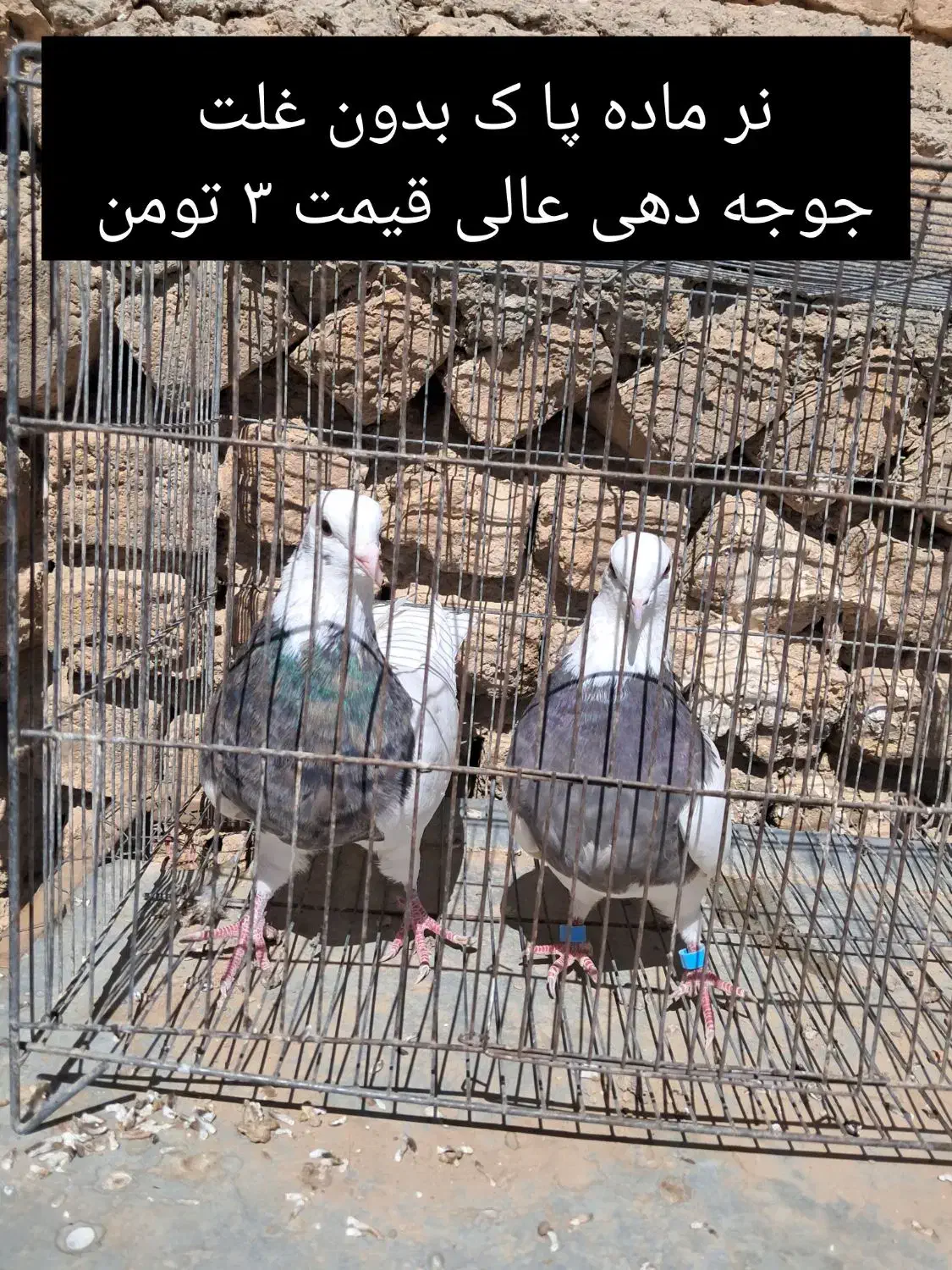 کبوتر طوقی|پرنده|داران, |دیوار