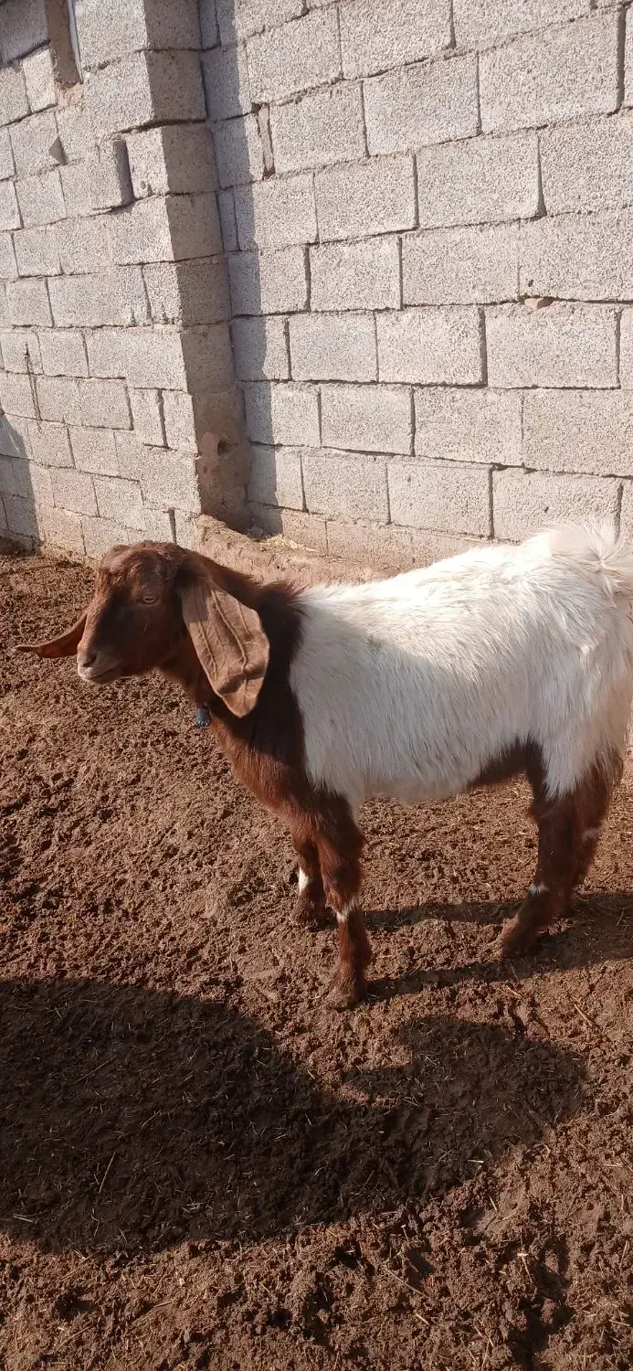 گوسفند دورگ|حیوانات مزرعه|سبزوار, رباط|دیوار