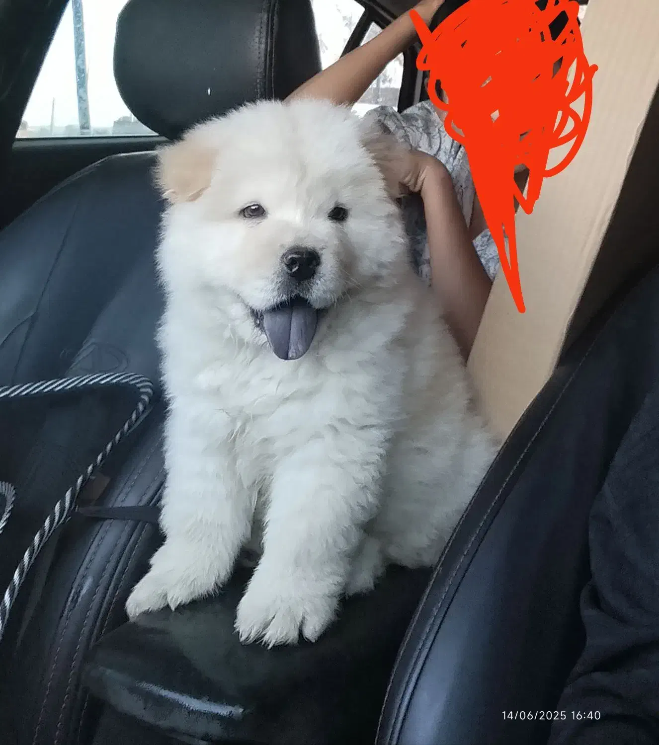 چاوچاو|سگ|سیرجان, |دیوار