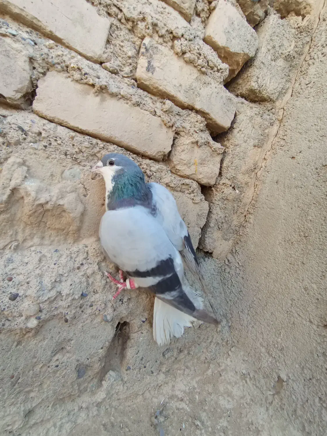 کبوتر سبز مگس سوسکی چاپی بور|پرنده|زهک, |دیوار