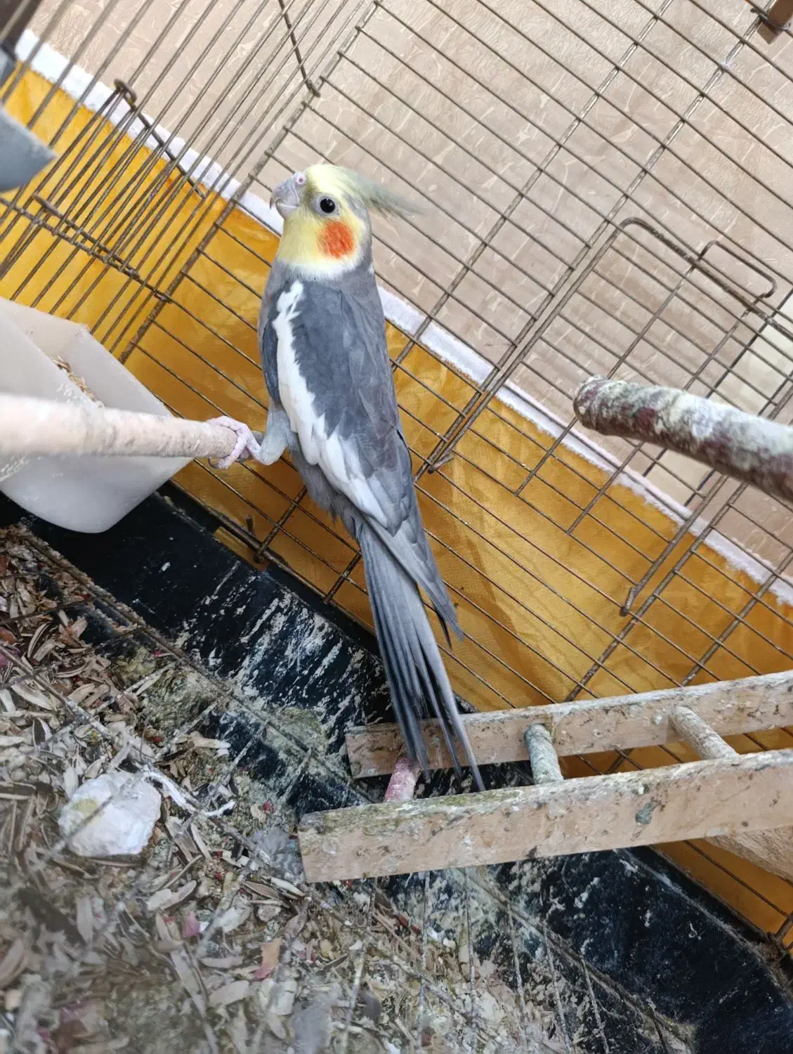 دو جفت عروس مولد|پرنده|شبانکاره, |دیوار