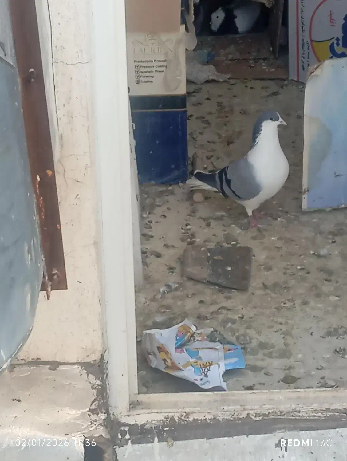 ۸تا کفتر|پرنده|اصفهان, شاهزید|دیوار