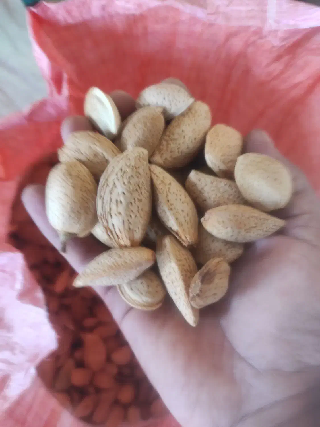 بادام بوانات درجه یک هر ۴ کیلو ۱کیلو مغز|خوردنی و آشامیدنی|مرودشت, بهارستان|دیوار