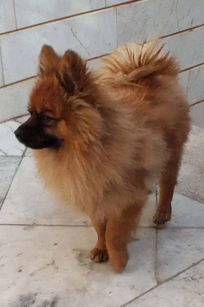 سگ پامر|سگ|سمنان, |دیوار