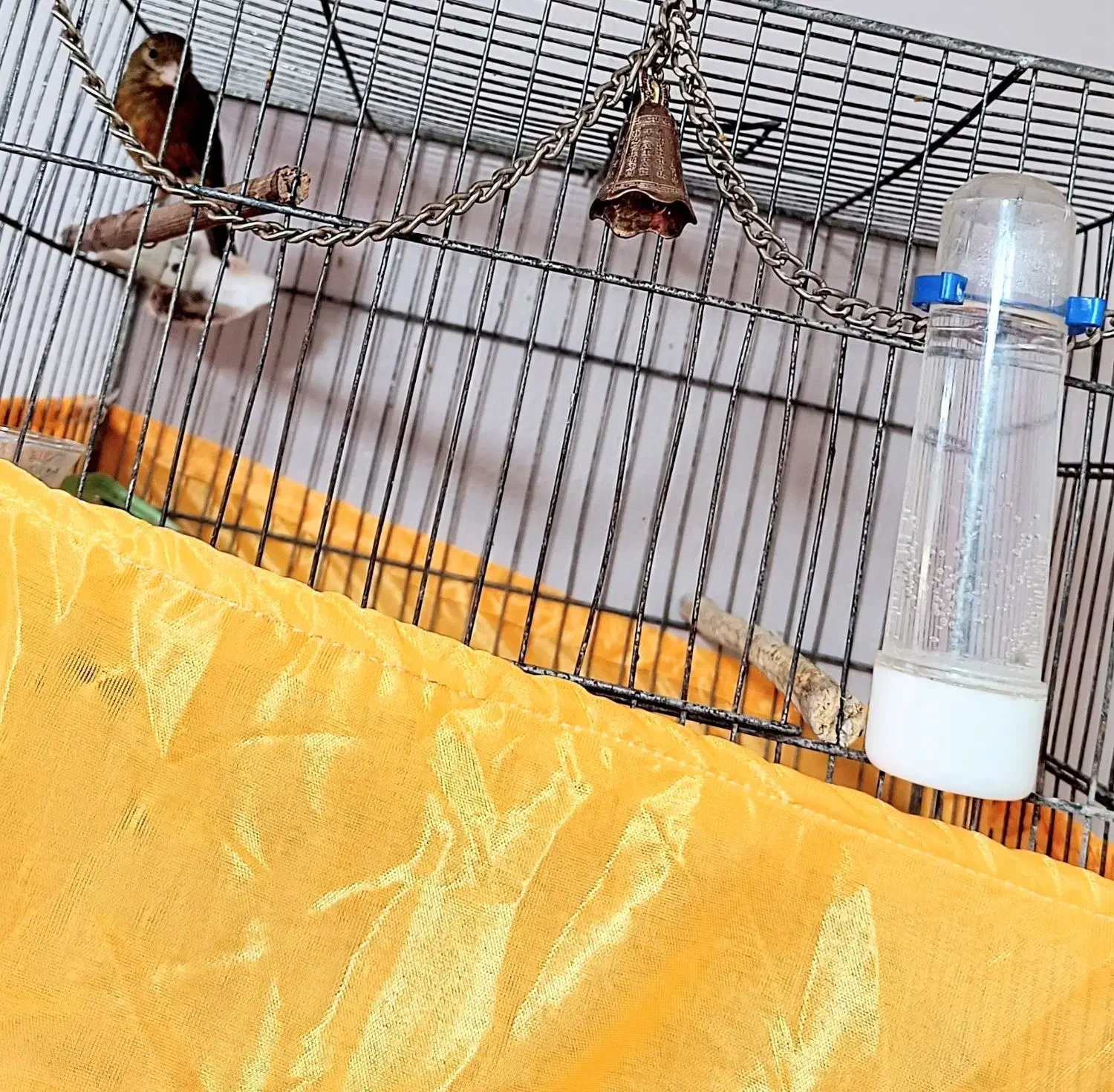 قناری سوخته نر دارچینی|پرنده|صباشهر, |دیوار