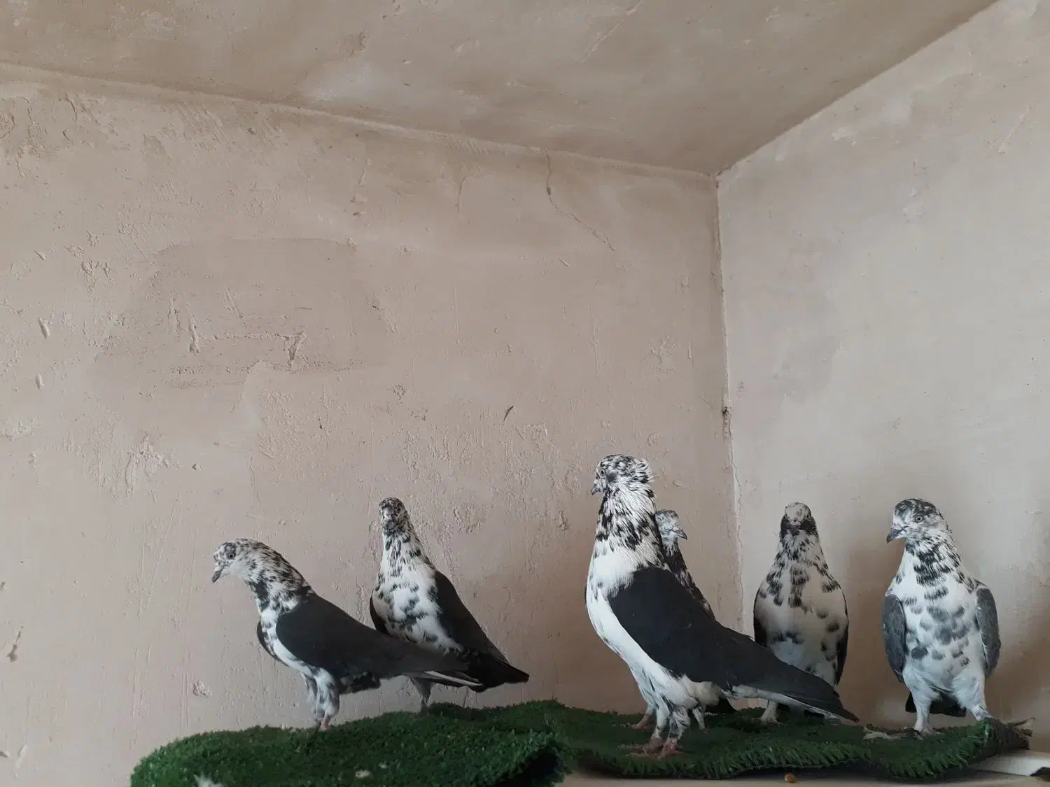 کفتر|پرنده|قم, انصارالحسین|دیوار