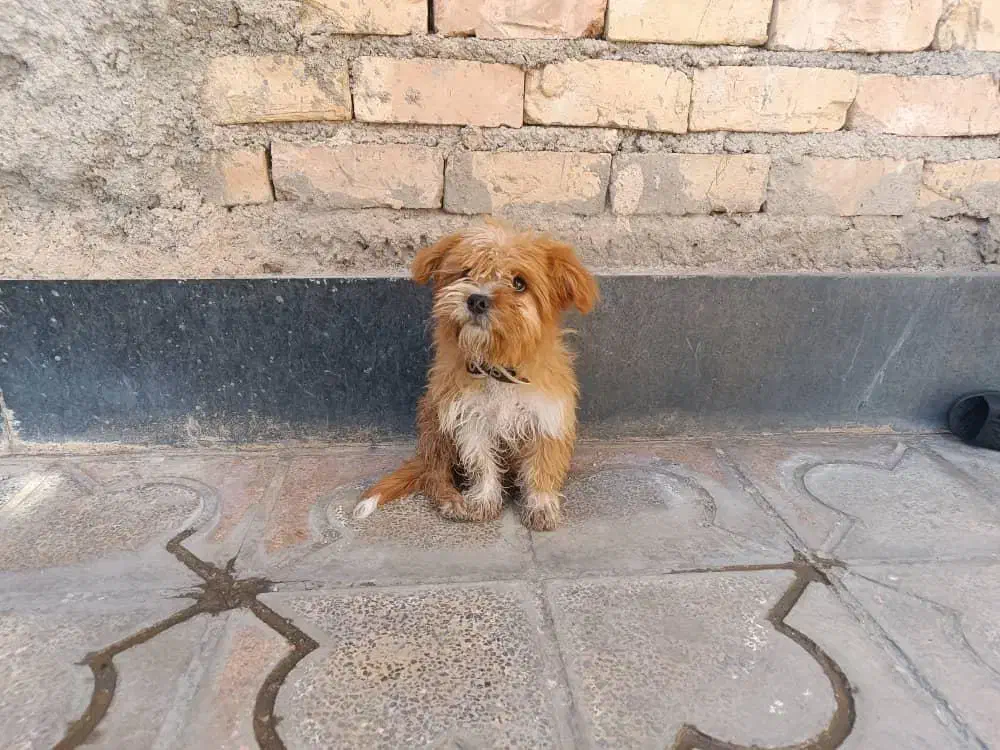 واگذاری و فروش سگ|سگ|شیراز, شهرک صنعتی شیراز|دیوار