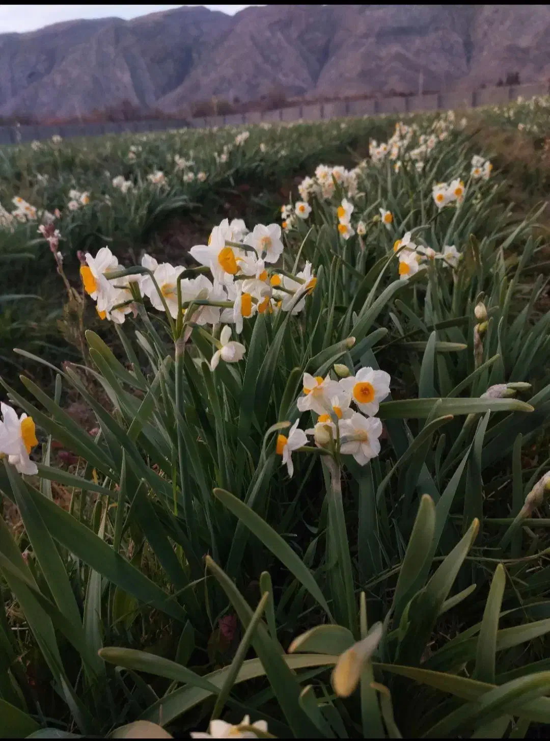 فرصت مناسب برای یک سرمایه گذاری بی نظیر|فروش دفتر صنعتی، کشاورزی، تجاری|خفر, |دیوار