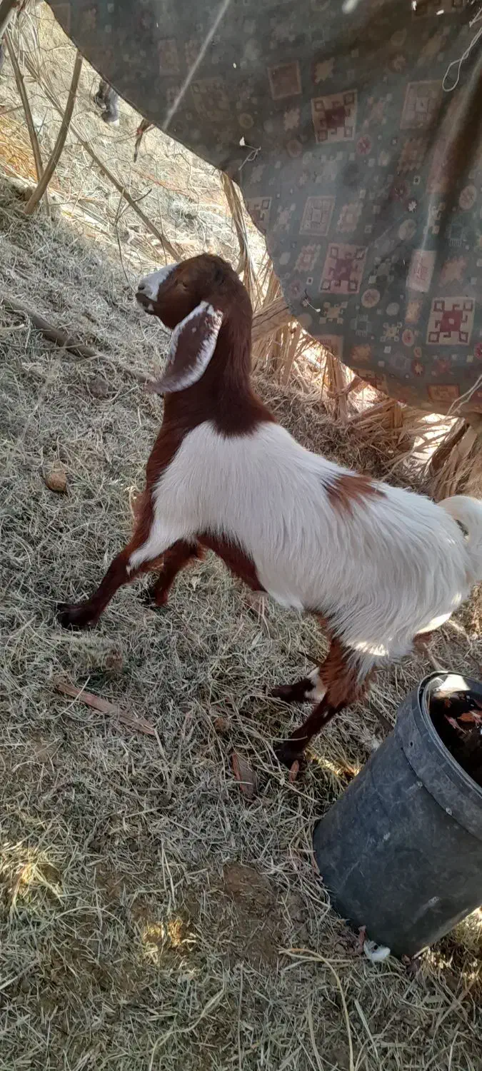 یک گیسه ودوتا چپش نری ویک کهره نر چاق چاق|حیوانات مزرعه|بم, |دیوار