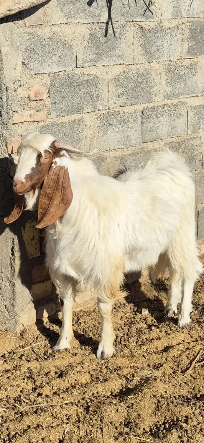 نربز یکساله پاکستانی|حیوانات مزرعه|نیمبلوک, |دیوار