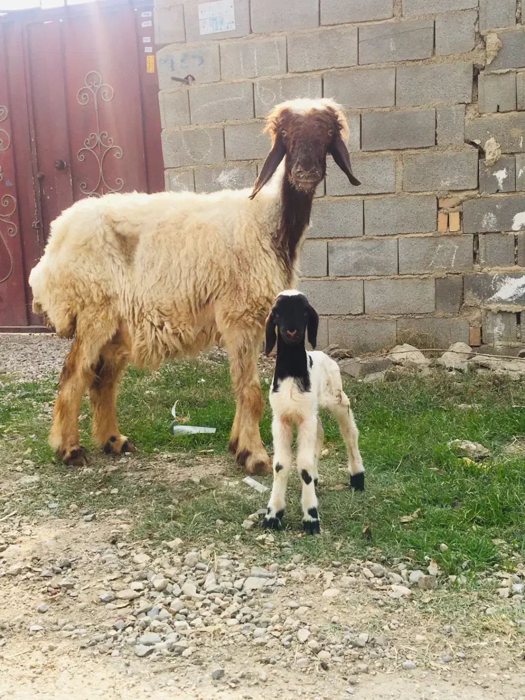 گوسفند بره دار هیکلی مکان گنبد فلکه بسیج تحویل|حیوانات مزرعه|خان ببین, |دیوار