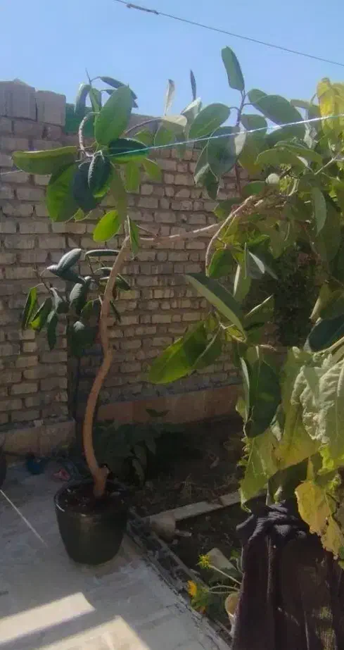 گل گیاه بدون آفت|گل و گیاه طبیعی|بوانات, |دیوار