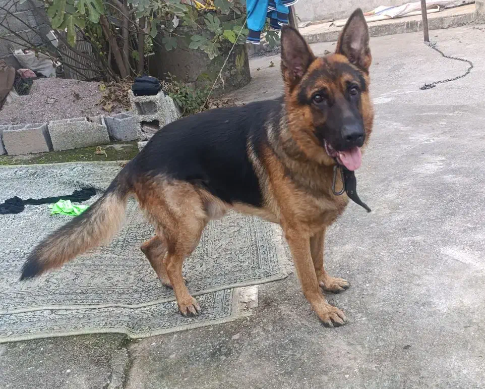 ژرمن شپرد|سگ|رودسر, |دیوار