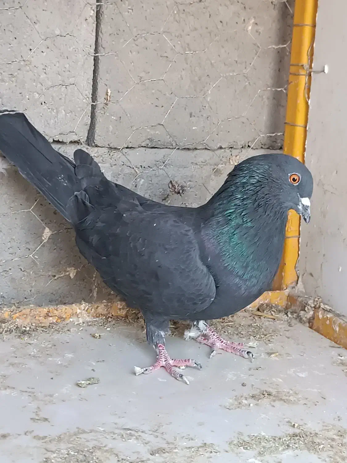 کبوترسیاه پرشی|پرنده|محمدبار, |دیوار