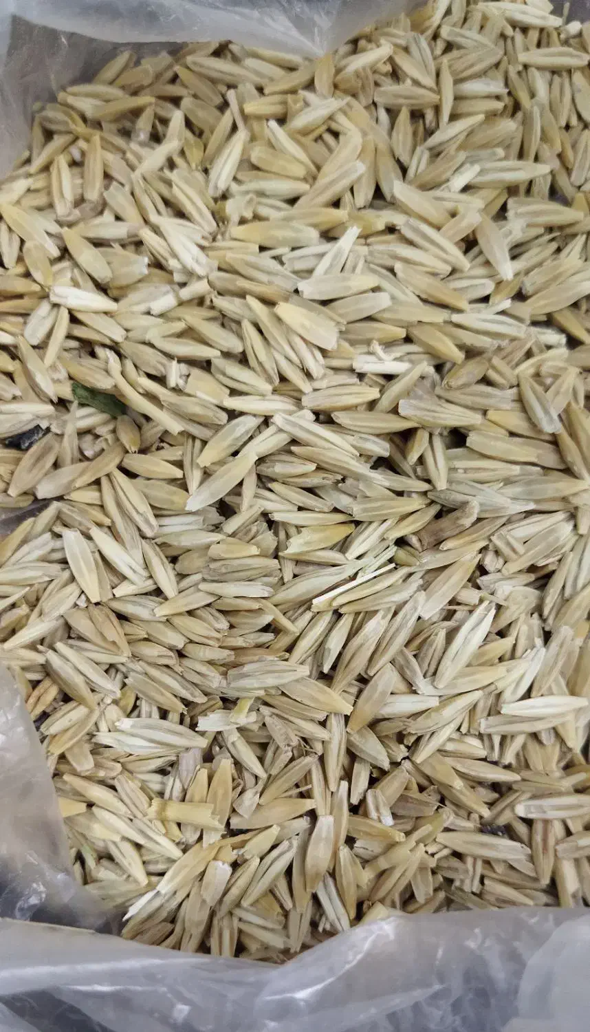 جو دیم|گل و گیاه طبیعی|بروجرد, |دیوار