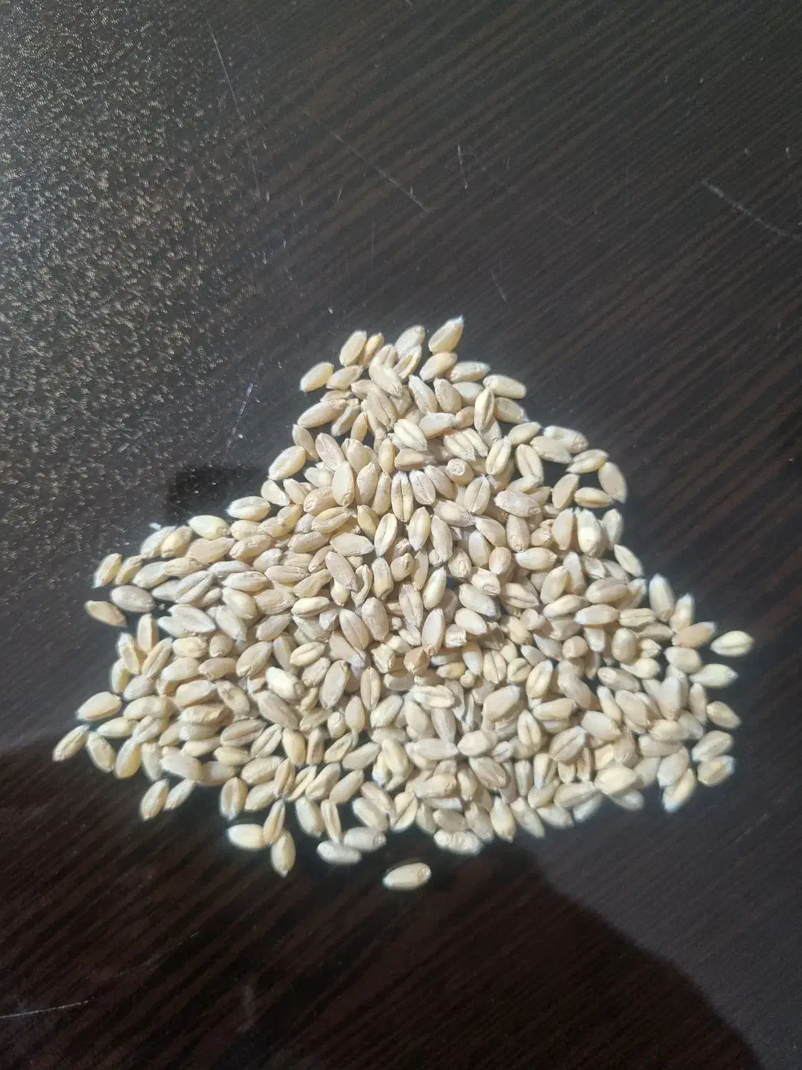 گندم بذری پیشگام|خدمات باغبانی و درختکاری|دورود, |دیوار