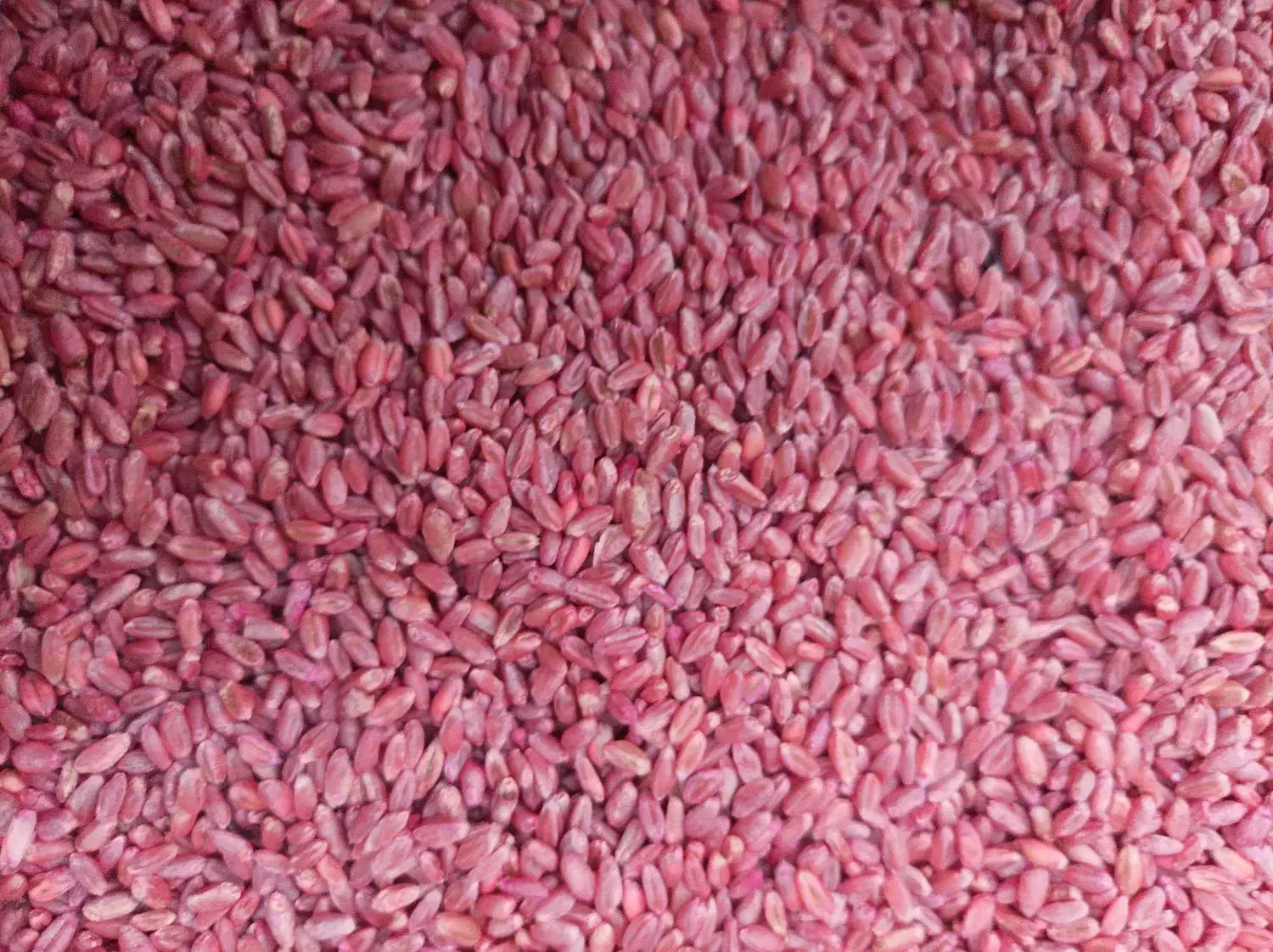 بذر|عمدهفروشی|شیروان (خراسان), |دیوار