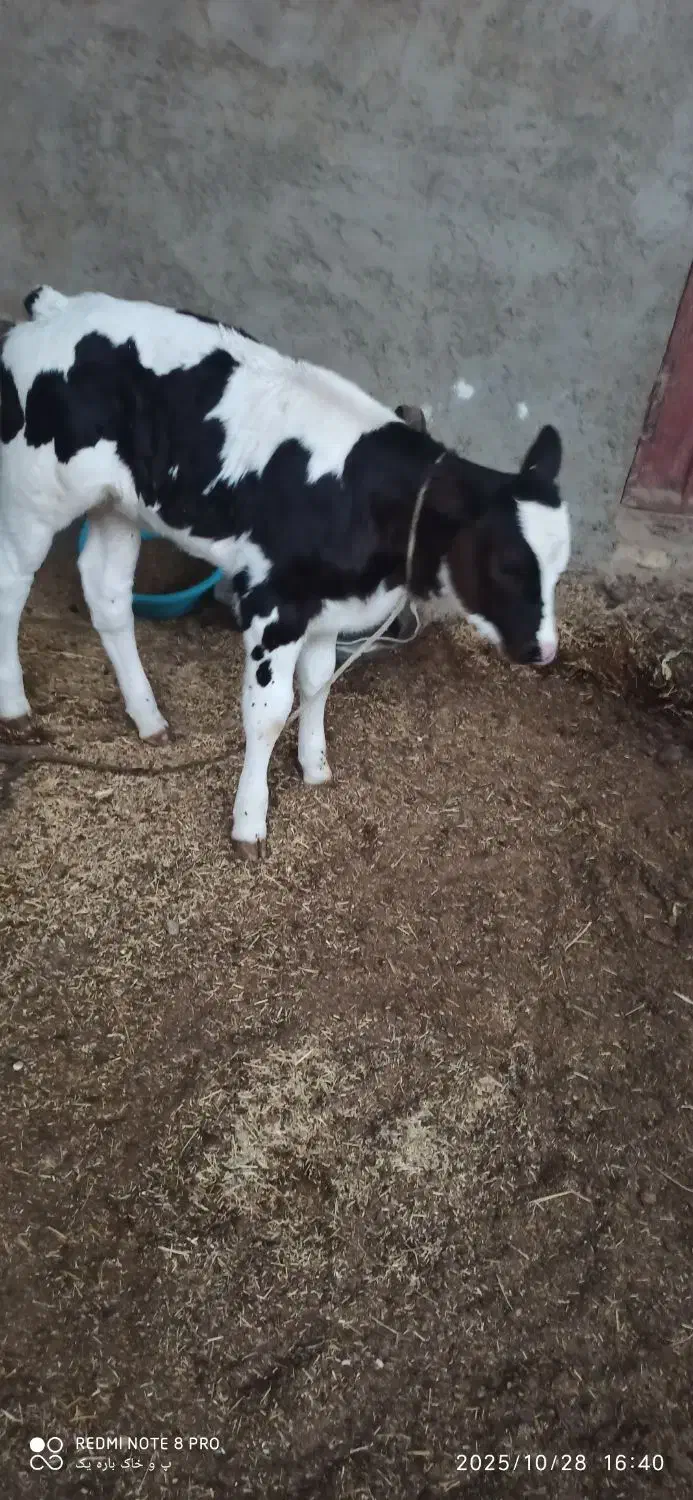 گاو زاییده باگوساله ماده|حیوانات مزرعه|زابل, |دیوار