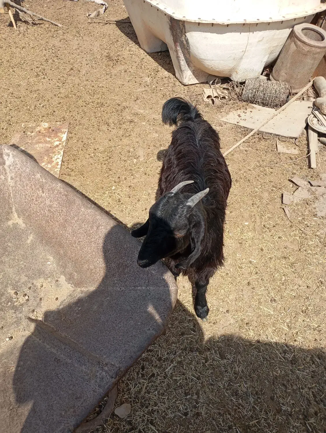 کهره نر وماده|حیوانات مزرعه|اهرم, |دیوار