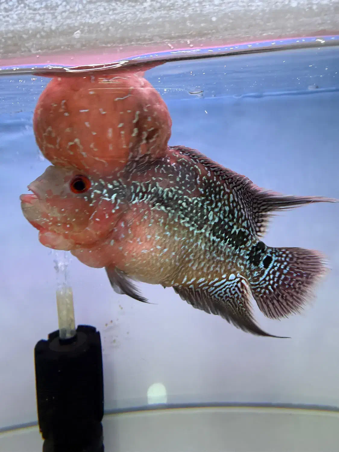 فلاور|ماهی|تهران, شهر زیبا|دیوار