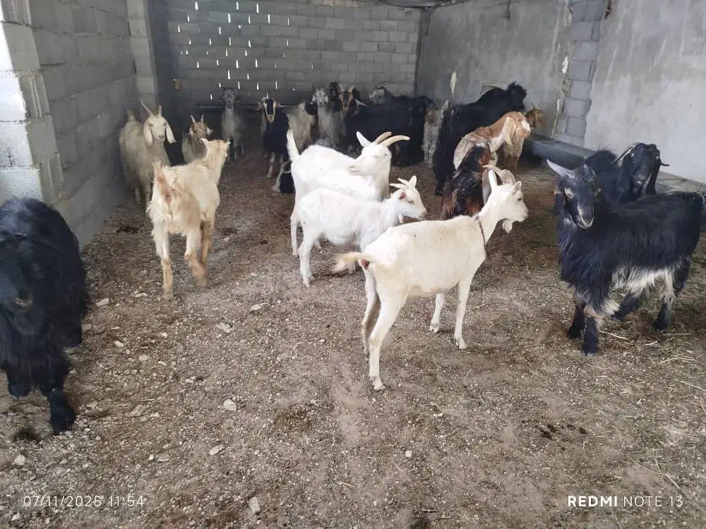 فروش بز سانن|حیوانات مزرعه|یاسوج, |دیوار