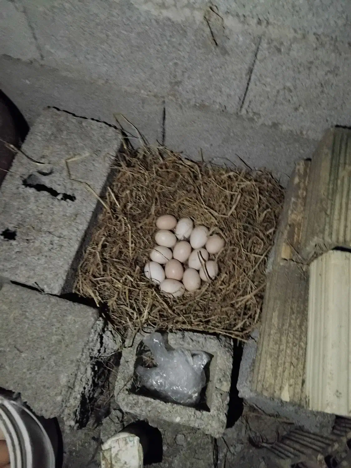 تخم مرغ محلی تازه نطفه دار|حیوانات مزرعه|رضوانشهر, |دیوار