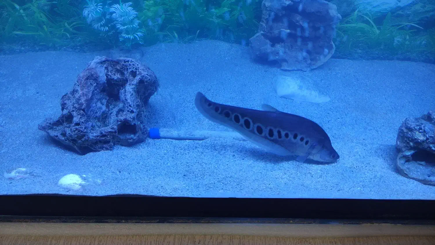 ماهی آکواریوم|ماهی|کازرون, |دیوار