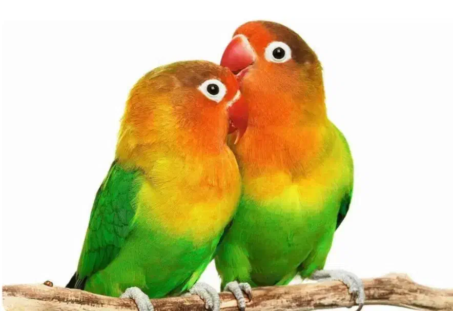 کوتوله برزیلی|پرنده|تربت‌حیدریه, آسایش|دیوار