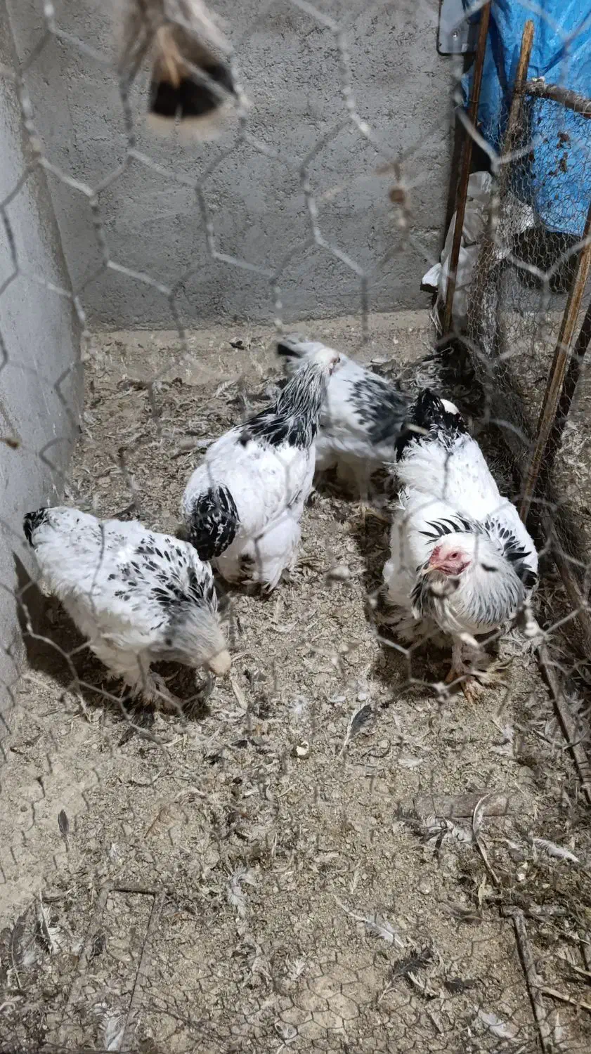 فروش خروس برهما لایت|حیوانات مزرعه|گوگان, |دیوار