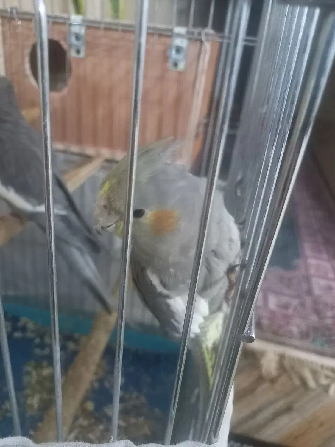 عروس هلندی|پرنده|کهریزک, |دیوار