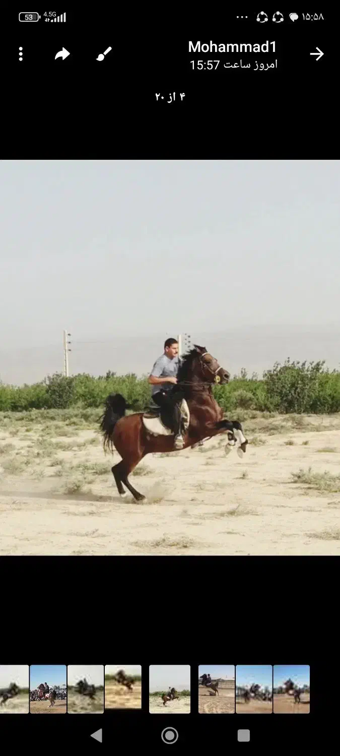 اسب کرد مدرک دار|اسب و تجهیزات اسبسواری|ساوه, |دیوار